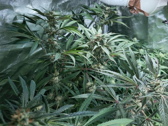 5 FEMS AND A TENT | IAA BAP ORGANIC UVB. Week 14 - Its a tragedy..