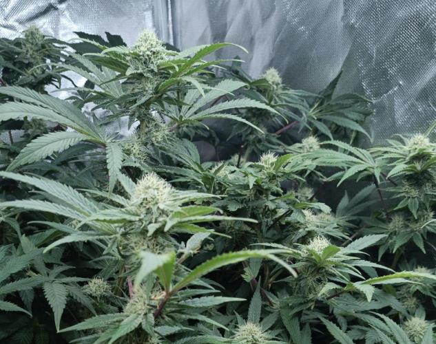 5 FEMS AND A TENT | IAA BAP ORGANIC UVB. Week 14