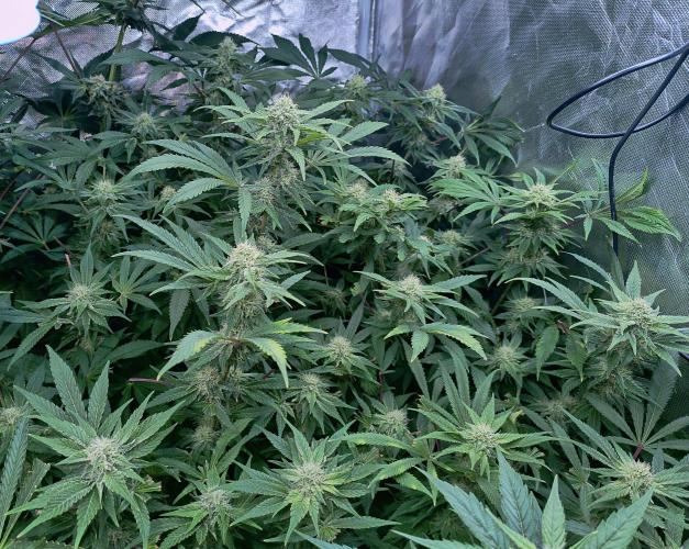 5 FEMS AND A TENT | IAA BAP ORGANIC UVB. Week 14 - Melon Gum 