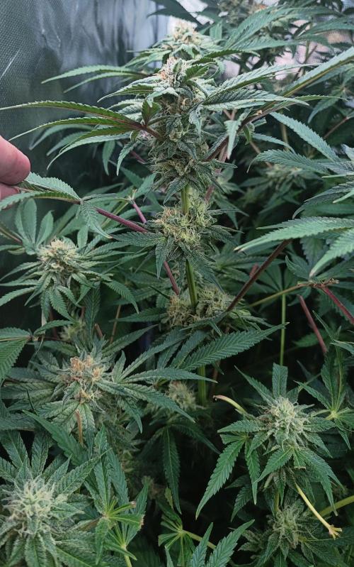 5 FEMS AND A TENT | IAA BAP ORGANIC UVB. Week 14