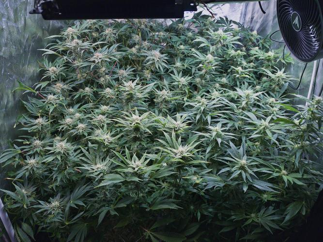 5 FEMS AND A TENT | IAA BAP ORGANIC UVB. Week 14