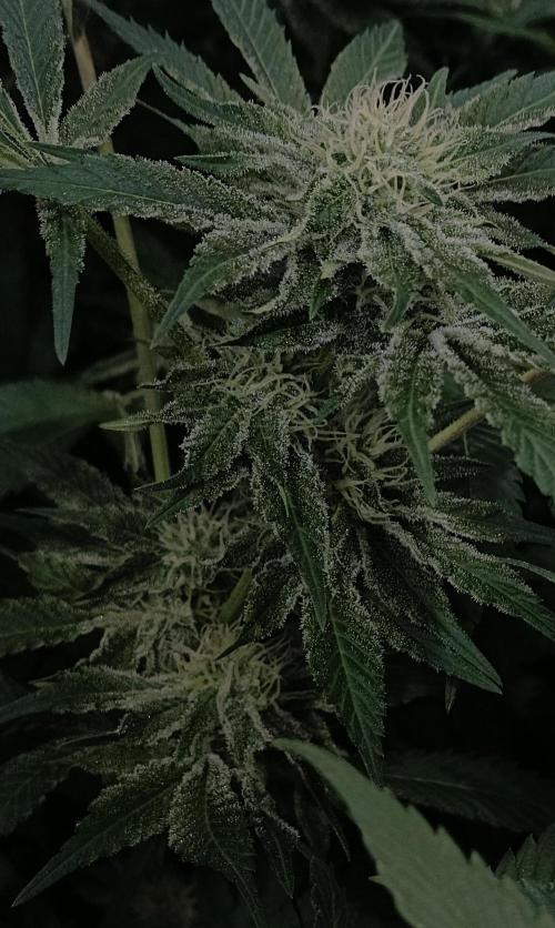 5 FEMS AND A TENT | IAA BAP ORGANIC UVB. Week 14