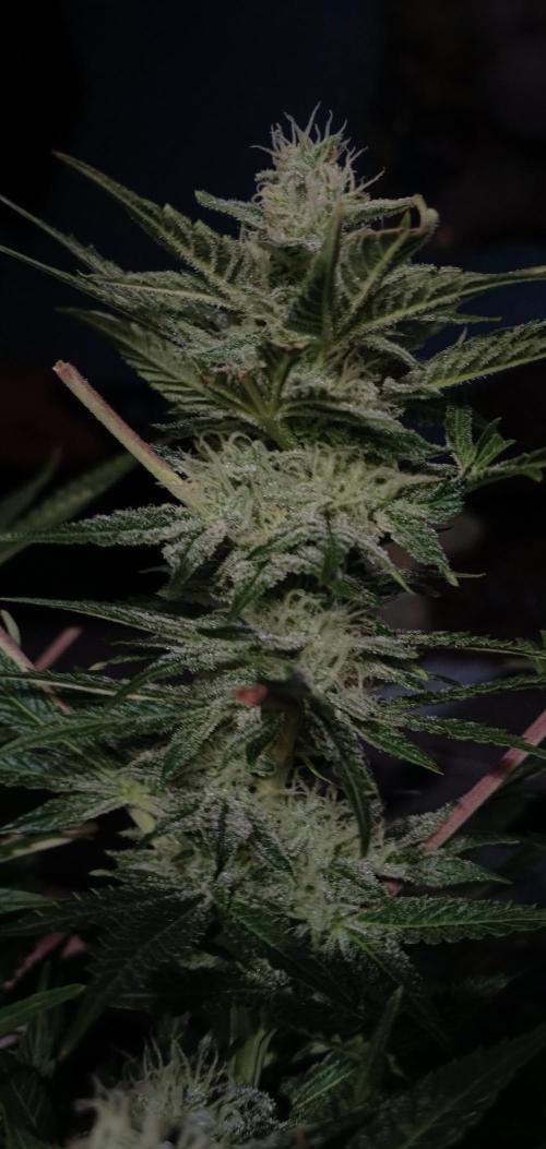 5 FEMS AND A TENT | IAA BAP ORGANIC UVB. Week 14