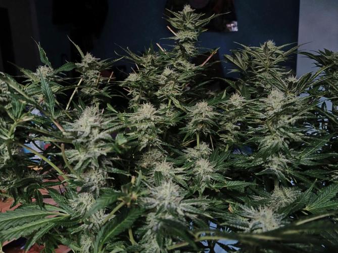 5 FEMS AND A TENT | IAA BAP ORGANIC UVB. Week 14