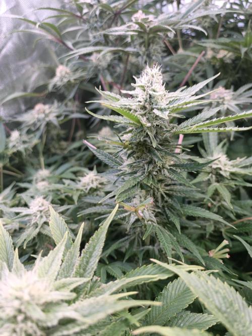 5 FEMS AND A TENT | IAA BAP ORGANIC UVB. Week 14 -  