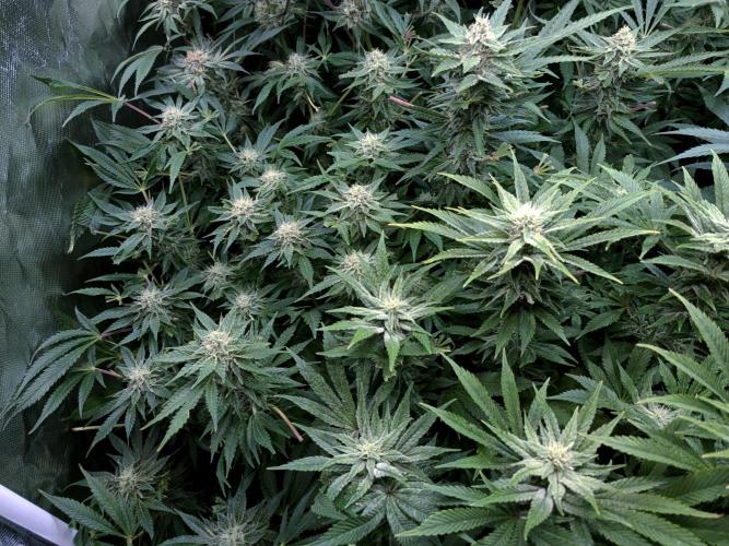 5 FEMS AND A TENT | IAA BAP ORGANIC UVB. Week 14 - Sunset Sherbet, Passion Fruitz , together in one bucket, separated with foil