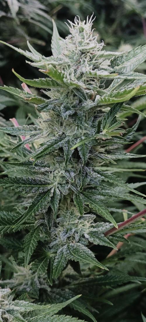 5 FEMS AND A TENT | IAA BAP ORGANIC UVB. Week 14
