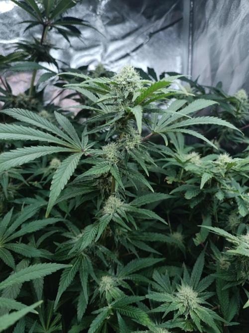 5 FEMS AND A TENT | IAA BAP ORGANIC UVB. Week 14