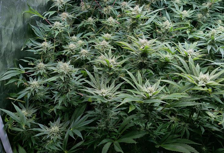 5 FEMS AND A TENT | IAA BAP ORGANIC UVB. Week 14