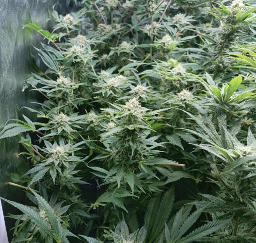 5 FEMS AND A TENT | IAA BAP ORGANIC UVB. Week 14 - Sunset Sherbet