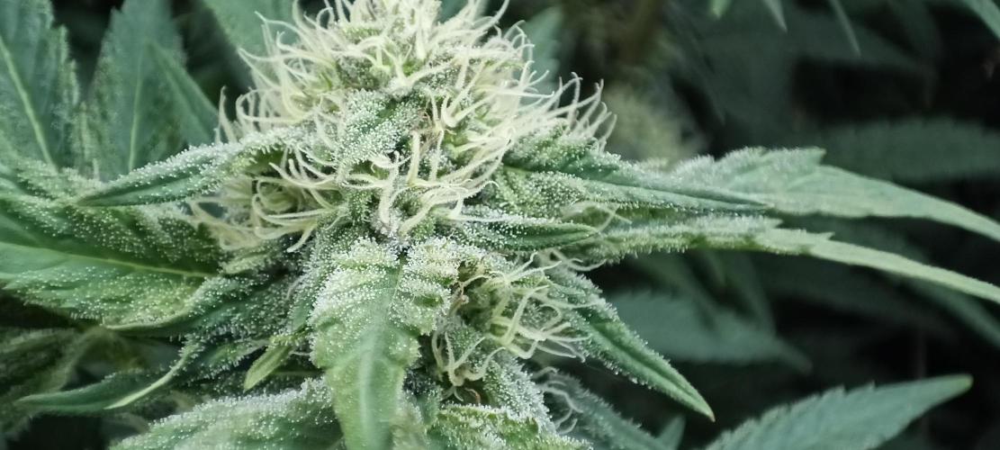 5 FEMS AND A TENT | IAA BAP ORGANIC UVB. Week 14
