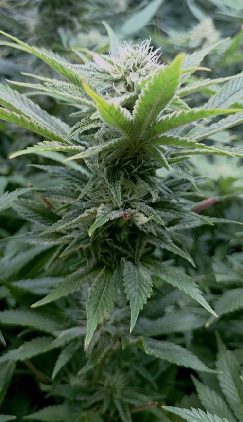 5 FEMS AND A TENT | IAA BAP ORGANIC UVB. Week 14