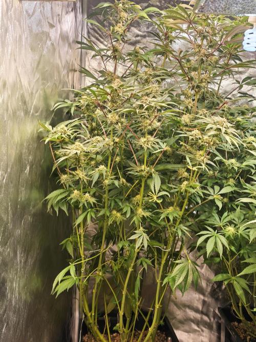 5 FEMS AND A TENT | IAA BAP ORGANIC UVB. Week 14