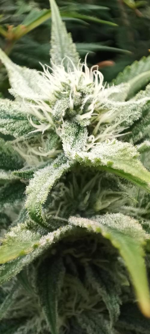 5 FEMS AND A TENT | IAA BAP ORGANIC UVB. Week 14