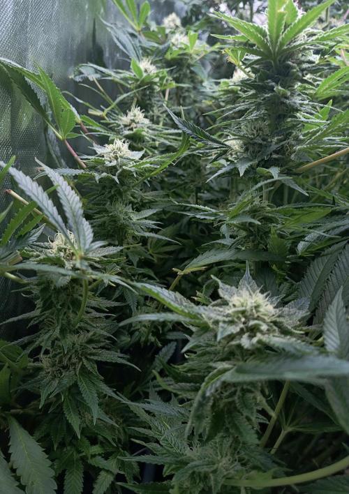 5 FEMS AND A TENT | IAA BAP ORGANIC UVB. Week 14