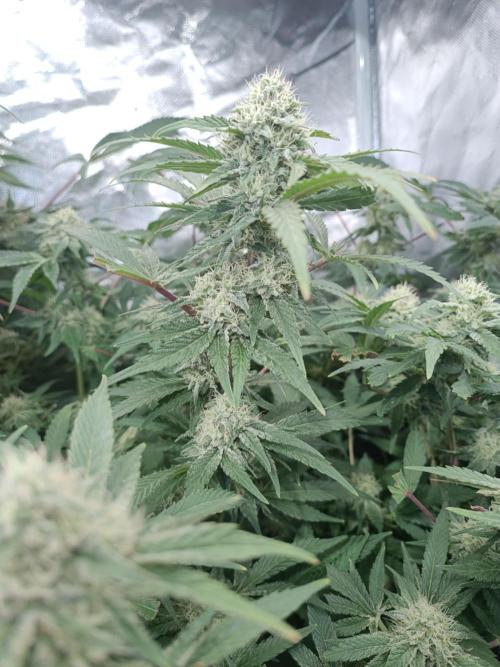 5 FEMS AND A TENT | IAA BAP ORGANIC UVB. Week 15