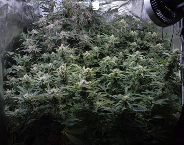 5 FEMS AND A TENT | IAA BAP ORGANIC UVB. Week 15