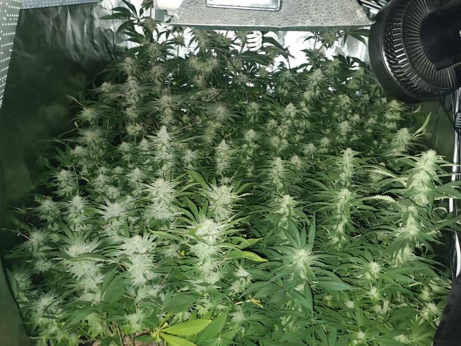 5 FEMS AND A TENT | IAA BAP ORGANIC UVB. Week 15