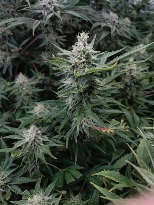 5 FEMS AND A TENT | IAA BAP ORGANIC UVB. Week 15