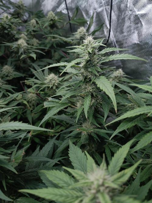 5 FEMS AND A TENT | IAA BAP ORGANIC UVB. Week 15
