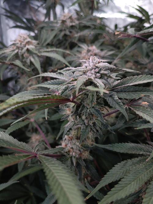 5 FEMS AND A TENT | IAA BAP ORGANIC UVB. Week 15