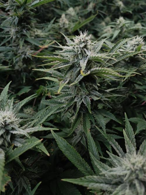 5 FEMS AND A TENT | IAA BAP ORGANIC UVB. Week 15 - passion fruitz