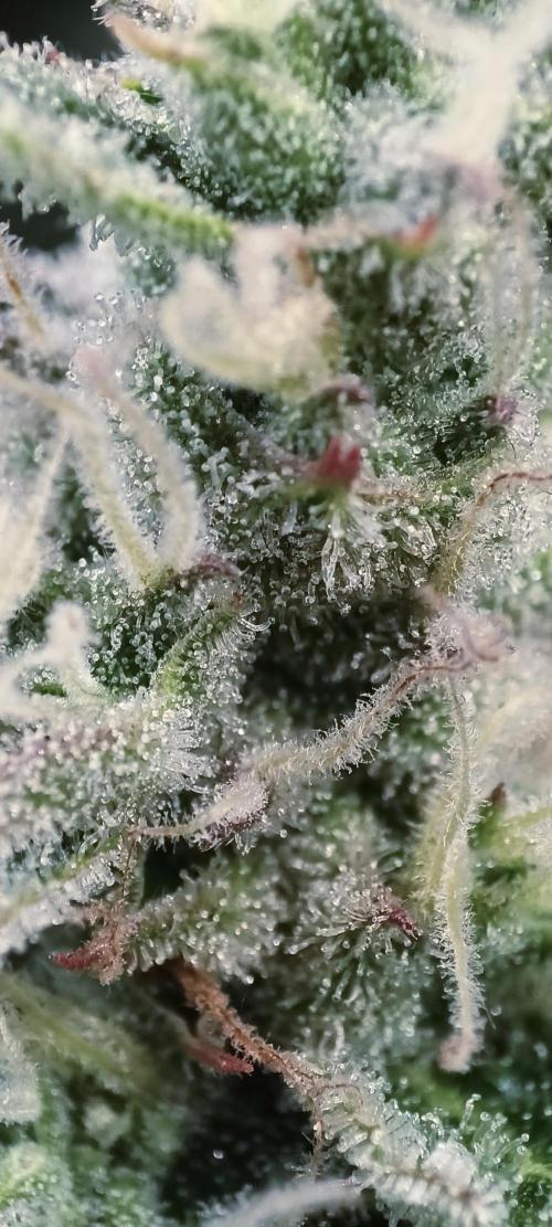 5 FEMS AND A TENT | IAA BAP ORGANIC UVB. Week 15