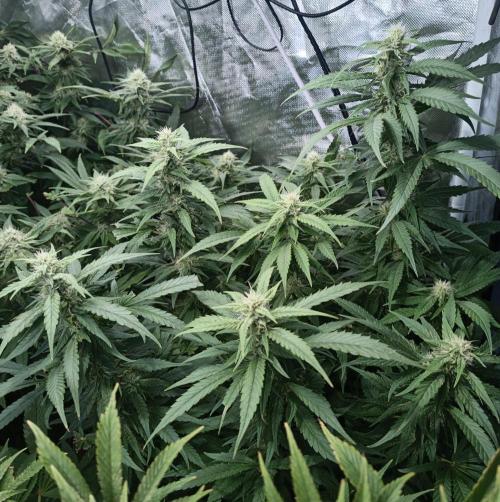 5 FEMS AND A TENT | IAA BAP ORGANIC UVB. Week 15 - black diamond