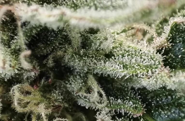 5 FEMS AND A TENT | IAA BAP ORGANIC UVB. Week 15