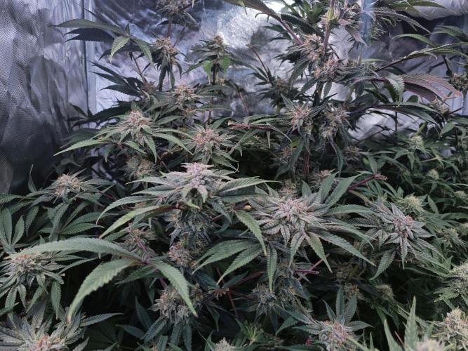 5 FEMS AND A TENT | IAA BAP ORGANIC UVB. Week 15 - blueberry pancake
