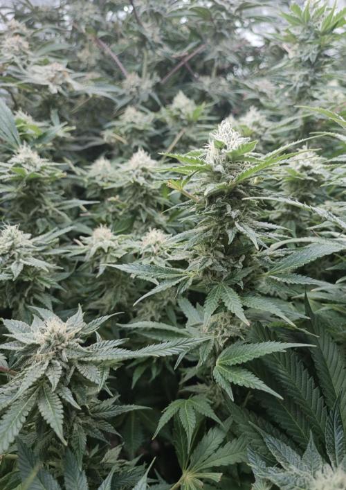 5 FEMS AND A TENT | IAA BAP ORGANIC UVB. Week 15 - sunset sherbet