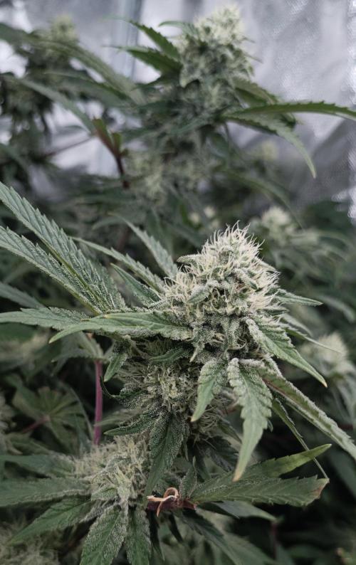 5 FEMS AND A TENT | IAA BAP ORGANIC UVB. Week 15