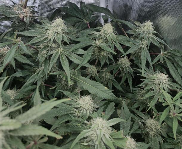 5 FEMS AND A TENT | IAA BAP ORGANIC UVB. Week 15