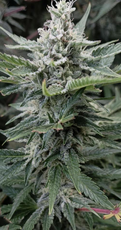5 FEMS AND A TENT | IAA BAP ORGANIC UVB. Week 15