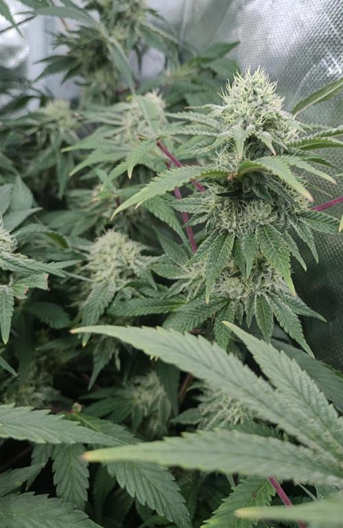 5 FEMS AND A TENT | IAA BAP ORGANIC UVB. Week 15