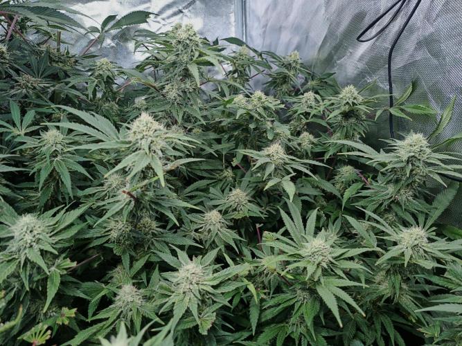 5 FEMS AND A TENT | IAA BAP ORGANIC UVB. Week 15 - Melon Gum 