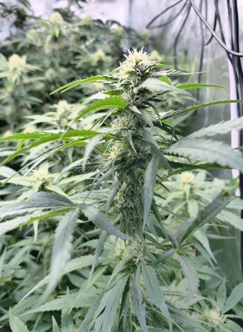 5 FEMS AND A TENT | IAA BAP ORGANIC UVB. Week 15