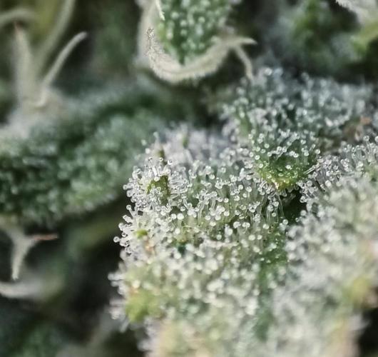 5 FEMS AND A TENT | IAA BAP ORGANIC UVB. Week 15