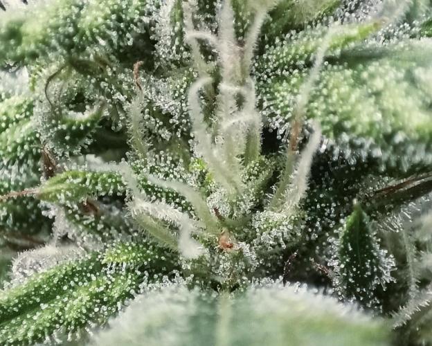 5 FEMS AND A TENT | IAA BAP ORGANIC UVB. Week 15