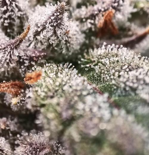 5 FEMS AND A TENT | IAA BAP ORGANIC UVB. Week 15