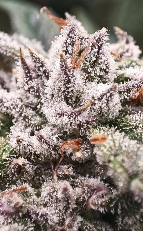 5 FEMS AND A TENT | IAA BAP ORGANIC UVB. Week 15