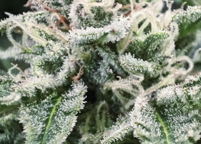 5 FEMS AND A TENT | IAA BAP ORGANIC UVB. Week 15