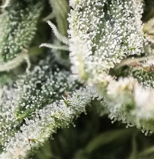 5 FEMS AND A TENT | IAA BAP ORGANIC UVB. Week 15