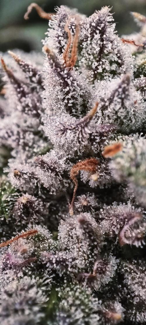 5 FEMS AND A TENT | IAA BAP ORGANIC UVB. Week 15