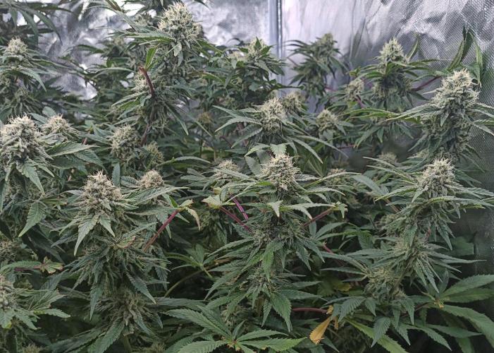 5 FEMS AND A TENT | IAA BAP ORGANIC UVB. Week 16