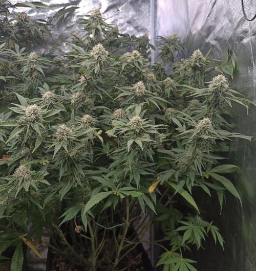 5 FEMS AND A TENT | IAA BAP ORGANIC UVB. Week 16 - Melon Gum 