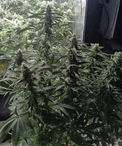 5 FEMS AND A TENT | IAA BAP ORGANIC UVB. Week 16