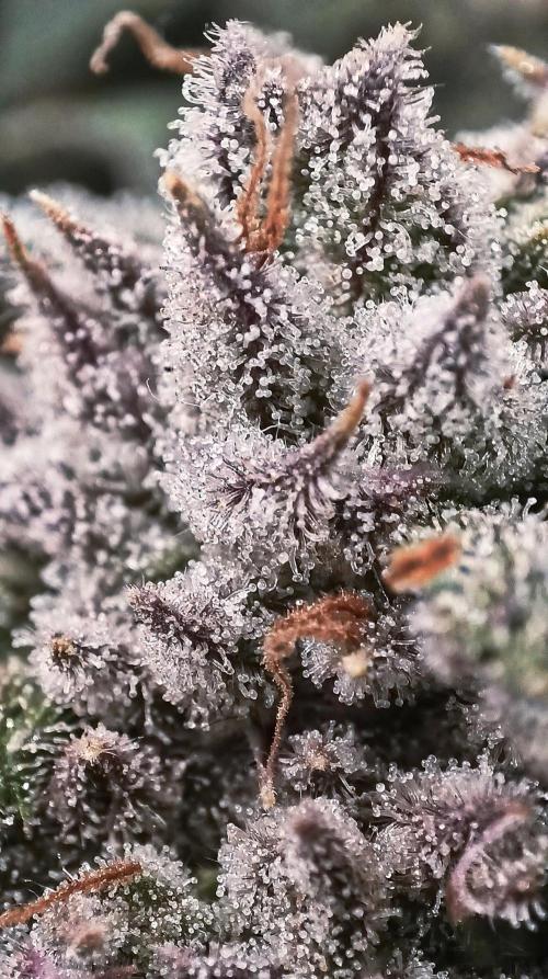 5 FEMS AND A TENT | IAA BAP ORGANIC UVB. Week 16