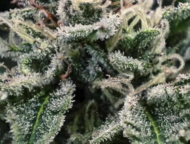 5 FEMS AND A TENT | IAA BAP ORGANIC UVB. Week 16