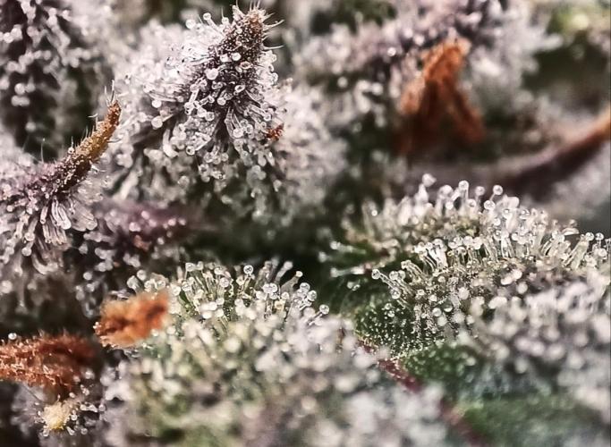 5 FEMS AND A TENT | IAA BAP ORGANIC UVB. Week 16